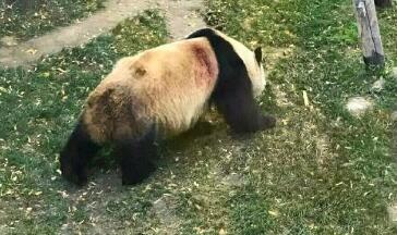 2019申论热点新闻：武汉大熊猫遭虐待 身体多处伤痕
