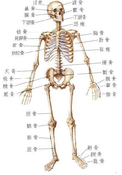 长骨结构图及作用图片